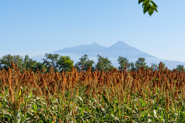 sorgo