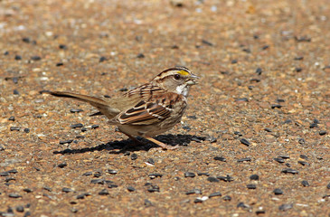 White-throated Sparrow (Zonotrichia albicollis) picking sunflower seeds from patio.