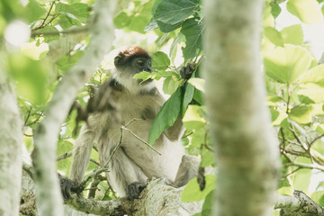 Red monkey in Bigodi