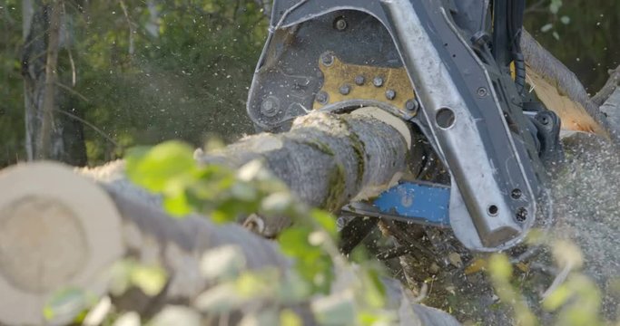 Logging machine cutting down trees, cutting branches and laying trunks for further transportation to the woodworking factory