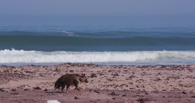 4K view of a Brown Hyena walking along the coast line of the Skeleton Coast National Park, Namibia