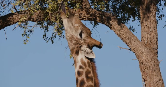 4K close-up view of a desert giraffe stretching its neck to feed on vegetation with blye sky in the background, Hoanib Valley,Namib Desert, Namibia 