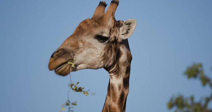 4K close-up view of a desert giraffe chewing on vegetation and looking at camera with blye sky in the background, Hoanib Valley,Namib Desert, Namibia 