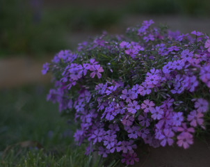 Obraz premium Springtime Phlox in the Afternoon Garden