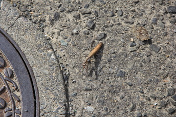 アスファルトの上を歩く茶色のカマキリ(宮城県)