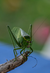 Leaf Insect