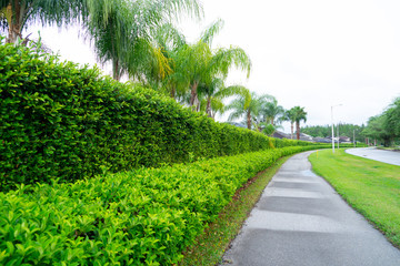 Green Ivy wall of a Florida community	