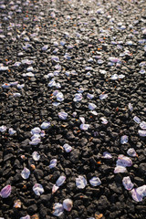 Petals of cherry blossoms on the ground