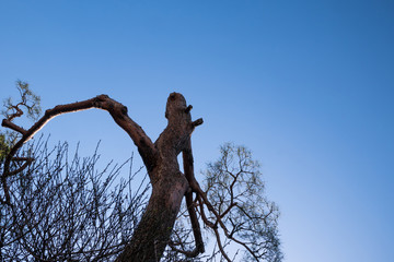 A tree and the sky
