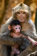 Naklejka premium Monkey Family