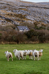 Obraz premium Sheep in Ireland