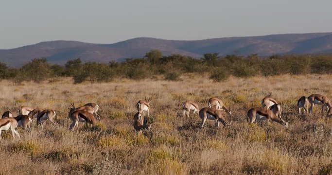 4K view of a small herd of springbuck grazing in the bushveld, Etosha National Park, Namibia