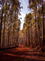 Eucalyptus. Wood and paper industry. Eucalyptus farm, growing for paper. Exotic plants, conservation issues.