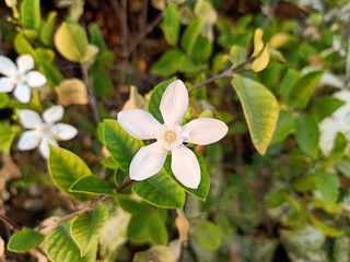 Obraz na płótnie Canvas White jasmine star Beautiful bloom in the backyard6