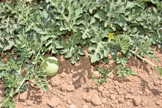 Arizona Young Melon Patch