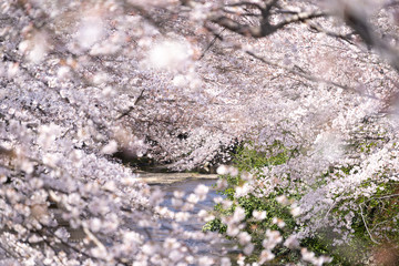 桜04