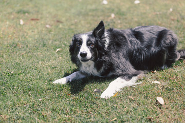 playful border collie on the grass