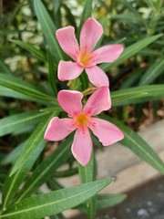 Pink flowers bloom brightly in the park.1