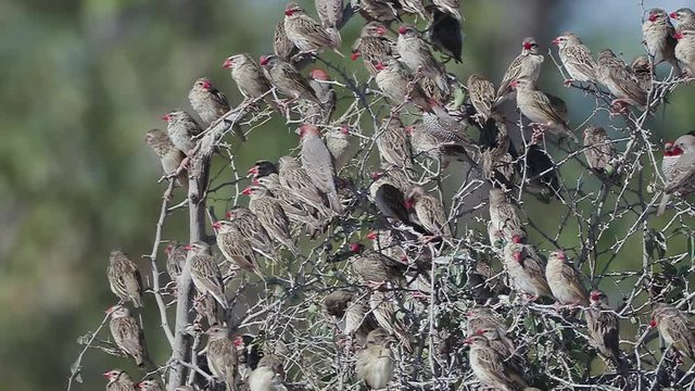 Slow motion view of a large group of red-billed Queleas sitting on tree branches, Etosha National Park, Namibia