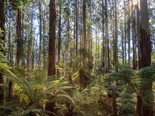 Fototapeta premium Eucalypttus Forest and Ferns