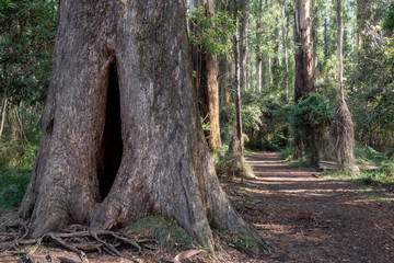 Obraz premium Eucalyptus Forest Pathway