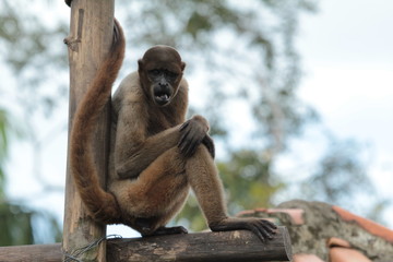 zoological center of instruction of wars in the jungle Manaus Amazonas