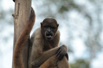zoological center of instruction of wars in the jungle Manaus Amazonas