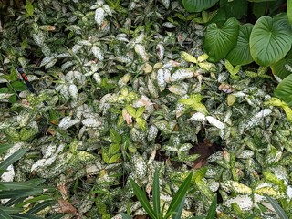 Bon leaves in the park near the house1