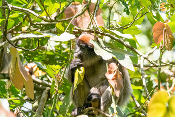 Red monkey in Bigodi in Uganda