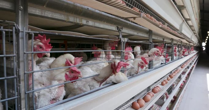 4K panning view of cramped chickens in a large scale egg laying production farm