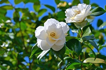 木漏れ日浴びて咲く満開の白い椿の花