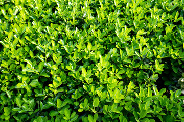 Fototapeta na wymiar Creative layout made of green leaves. Flat lay. Nature concept
