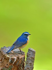 グリーンバックのお立ち台でポーズするルリビタキオス