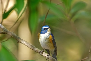 木漏れ日浴びながらくつろぐルリビタキオス