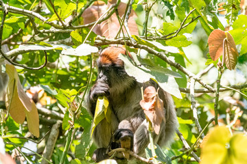 Fototapeta premium Red monkey in Bigodi in Uganda