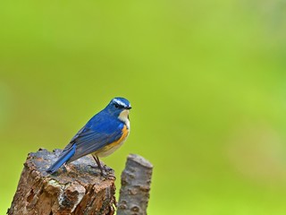 グリーンバックのお立ち台でポーズするルリビタキオス