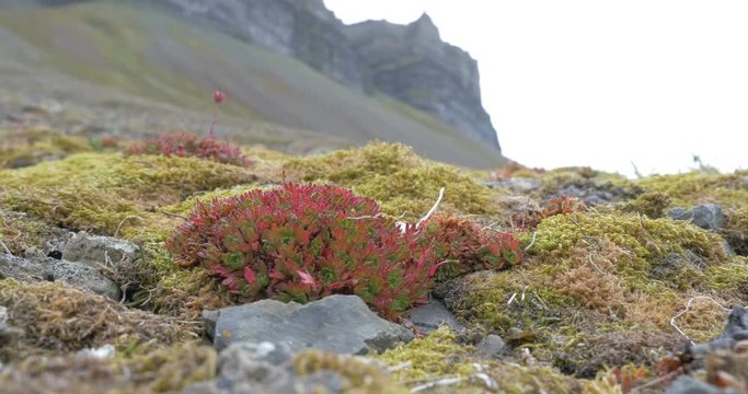 Spitsbergen Plants