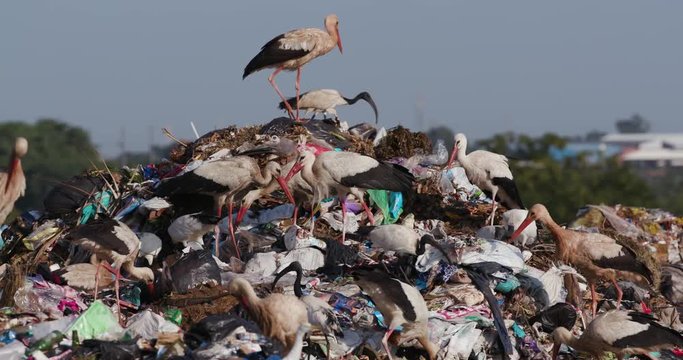 4K close-up view of a small group of European White Storks, Cattle Egrets and African Sacred Ibis scavenge for food on a landfill dump site