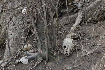 Closeup / Macro of a dead washed up fish, gnawed off to the bone.