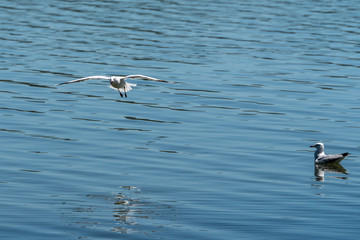 Seagull on the lake