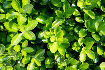 Creative layout made of green leaves. Flat lay. Nature concept
