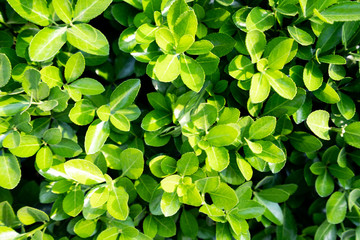 Creative layout made of green leaves. Flat lay. Nature concept