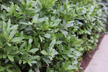 Various trees and bushes