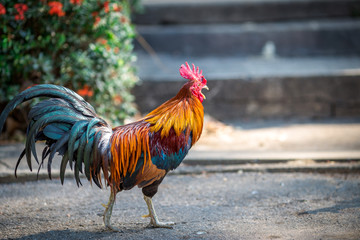 The background of the chicken, is blurred by the movement of movement during walking, eating food, living together of animals.