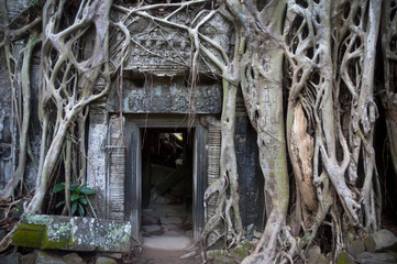 Fototapeta na wymiar Ta Prohm Temple ( Siem Reap region, Cambodia)
