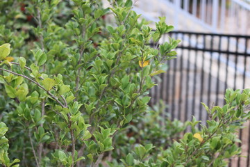 Various trees and bushes