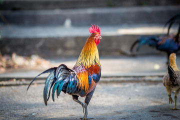 The background of the chicken, is blurred by the movement of movement during walking, eating food, living together of animals.