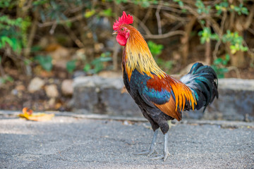 The background of the chicken, is blurred by the movement of movement during walking, eating food, living together of animals.