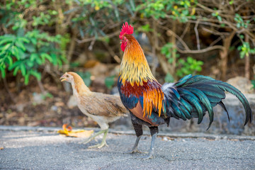 The background of the chicken, is blurred by the movement of movement during walking, eating food, living together of animals.