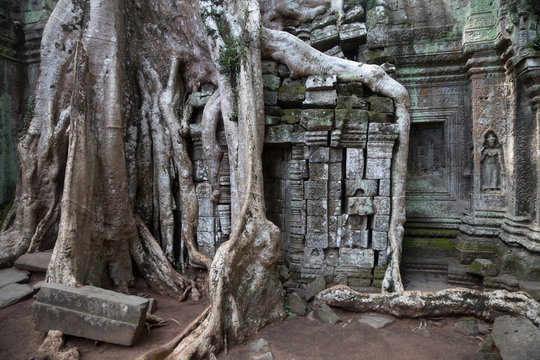 Giant tree roots destroy the temple of Ta Prohm (Siem Reap region, Cambodia)
